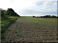 Autumn sown field near Brinkhill