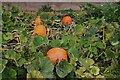NT5374 : Pumpkins, Amisfield Walled Garden by Richard Sutcliffe