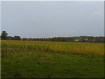 SU5371 : Field near Cole's Farm by Oscar Taylor