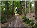 Ladies Hill Wood path