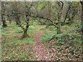 Birch Woodland