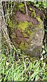 NY3356 : Benchmark on stone beside gateway on south side of B5307 east of Moorhouse by Roger Templeman