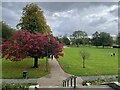 Autumn leaves on trees in Peel Park