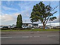 Mature oak in front of Volkswagen dealership