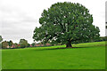 Oak in field, Graffham