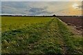 Footpath to Sandy Heath