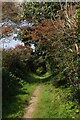 Hawthorn bush with berries hanging over path