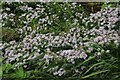 Michaelmas daisies in Humberston Fitties (2)