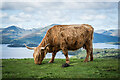 NS4291 : Highland Cow with Loch Lomond backdrop by Brian Deegan