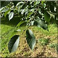 Leaves and buds of Raoul, Warwick