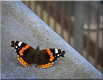 J3574 : Butterfly, Belfast by Rossographer