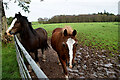 H5166 : Friendly horses, Dervaghroy by Kenneth  Allen