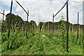 Hop garden