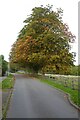 Horse chestnut tree