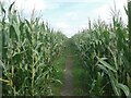 Public footpath passing through maize in a field to the east of Kenfig