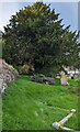 SO1133 : Yew in St Bilo's churchyard, Llanfilo, Powys by Jaggery
