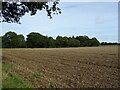 Stubble field and woodland