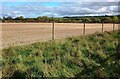 Stubble field after harvest