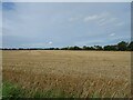 Stubble field off Elderbush Lane