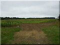 Field of maize near Carlton Purlieus