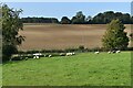 Fields west of the church at West Meon