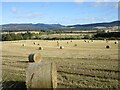 Field of bales