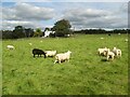 Crossburn sheepscape