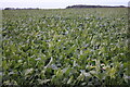 Field of sugar beet by Brands Lane