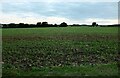 Field by Brands Lane