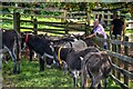 Sidmouth : Donkey Sanctuary