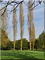 Poplar trees on Wishington Golf Course