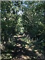 Yarm Lane Byway passing through wooded area