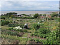 Beach Hill Allotments