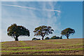 Trees near St Martins, Black Isle