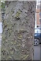 SU6300 : Tree bark by Bob Harvey