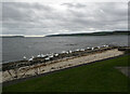 Swans, Loch Ryan