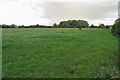 Grazing by Top Farm