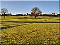 Old field boundaries, Hutton Buscel