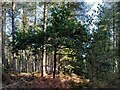 SP2891 : Oak tree in Arley Wood by A J Paxton
