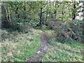 Footpath to Snokoehill Plantation