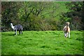 ST2614 : Buckland St Mary : Grassy Field & Alpacas by Lewis Clarke