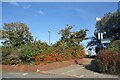 Red Berries by the Cycleway