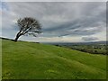 Tree at the footpath to Aberdesach