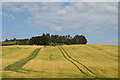 Angus farmland