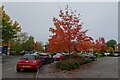 Autumn colours in Pioneer Business Park