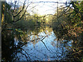 Pond by Dollis Brook