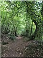 SN3916 : Wales Coast Path in Green Castle Woods by Eirian Evans