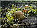 J5080 : Pumpkins, Bangor by Rossographer