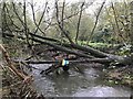 Fallen tree