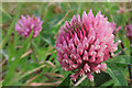 Red Clover (Trifolium pratense)